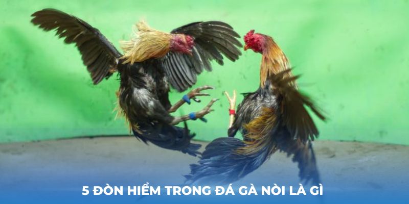 5 Đòn hiểm trong Đá Gà Nòi là gì