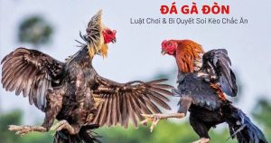 Đá Gà Đòn Là Gì Và Bí Quyết Soi Kèo Chắc Ăn Nhất Từ Sư Kê