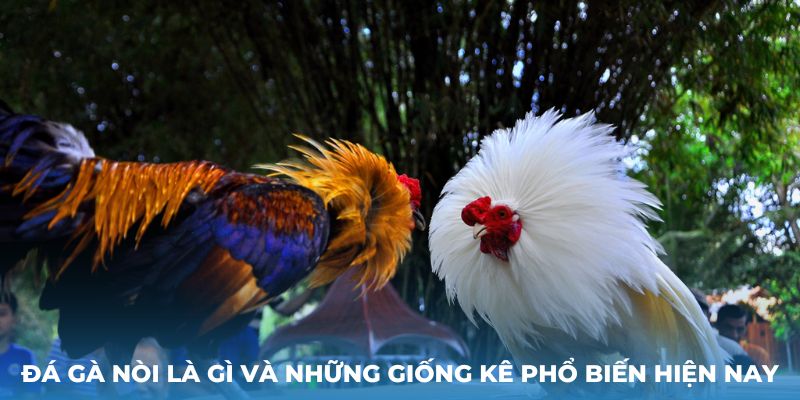 Đá gà nòi là gì và những giống kê phổ biến hiện nay