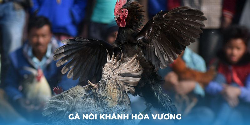 Gà nòi Khánh Hòa Vương