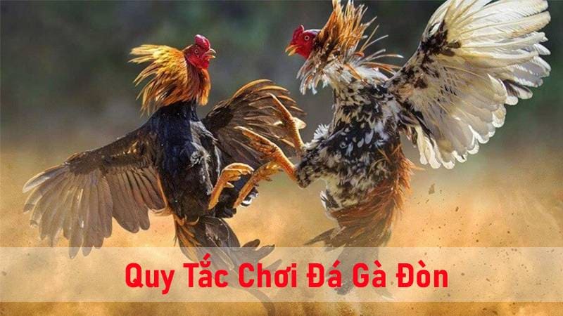 Tìm hiểu kỹ cách chơi đá gà đòn là gì trước khi tham gia