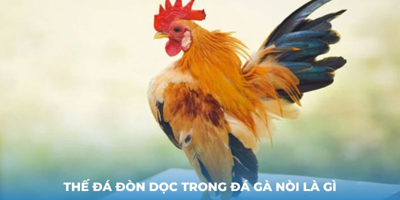 Thế đá đòn dọc trong Đá gà nòi là gì